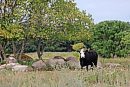 A lone cow ... 
