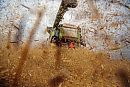 Wheat chaff ... 
