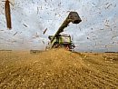 Wheat chaff ... 