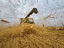 Wheat chaff ... 