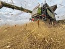 Wheat chaff ... 