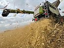 Wheat chaff ... 