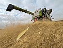 Wheat chaff ... 