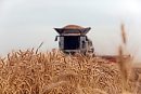 Uncut wheat ... 