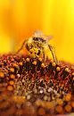 A bumblebee is ... 