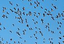 A flock of ... 