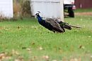 A peacock ... 