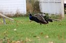 A peacock ... 
