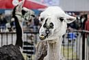 A llama ... 