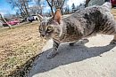 A cat is seen ... 