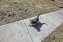 A cat is seen ... 