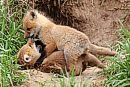 Two red fox ... 