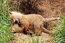 Two red fox ... 