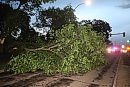 A fallen tree ... 