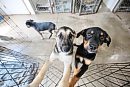 Puppies Sansa ... 