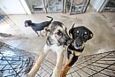 Puppies named ... 