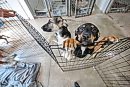 Puppies named ... 
