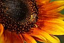 04082026
A bee ... 