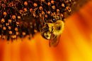 04082026
A bee ... 