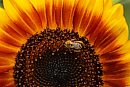 A bee collects ... 