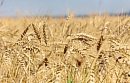 Golden wheat ... 