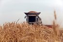 Uncut wheat ... 