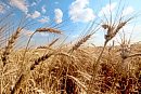 Golden wheat ... 