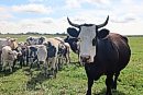 Cattle in ... 