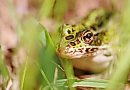A wary frog ... 