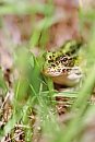 A wary frog ... 