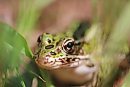 A wary frog ... 