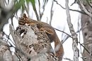 A squirrel ... 