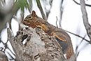 A squirrel ... 