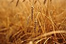 16092026
Wheat ... 