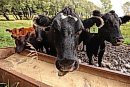 18092026
Cows ... 