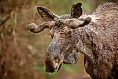 A bull moose ... 