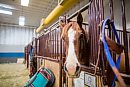 A horse waits ... 