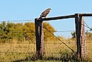 A hawk perches ... 
