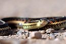 A garter snake ... 
