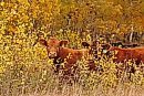 Cows are ... 