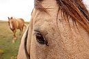 Curious horses ... 