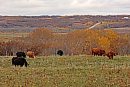 Cattle graze ... 