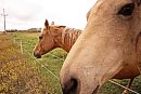 Curious horses ... 