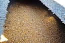 Corn fills a ... 