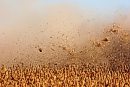 Chaff spits ... 