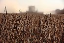 A combine ... 