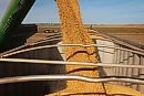 Soybeans are ... 