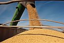 Soybeans are ... 
