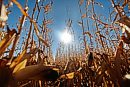 A corn crop ... 