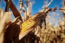 An ear of corn ... 
